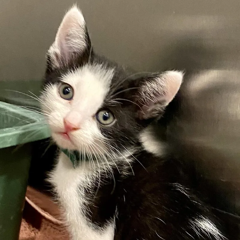 An adult small-sized female White Domestic Short Hair cat named Maxima for adoption in Tucson, AZ