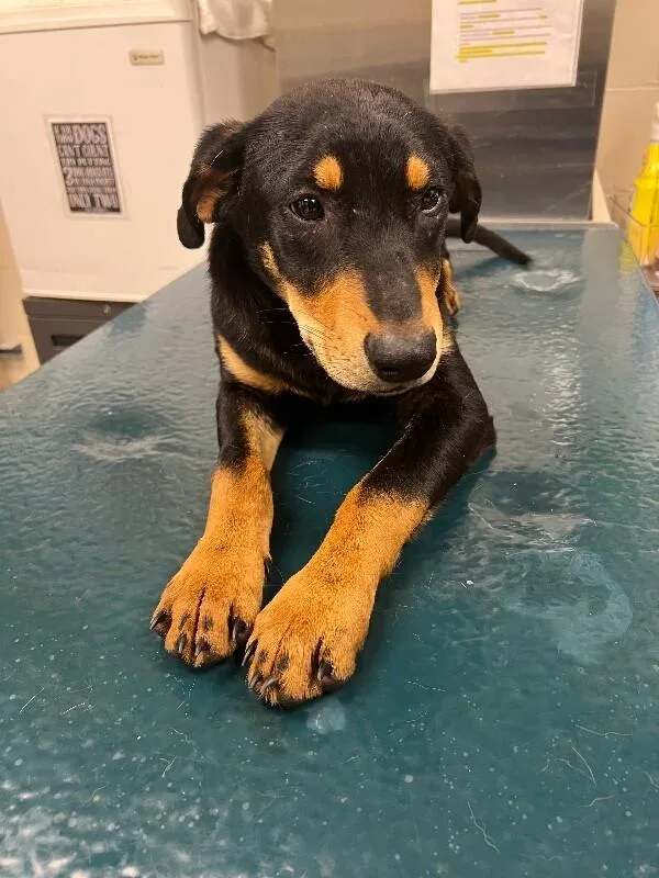 An adult medium-sized male Black Mixed Breed dog named Nox for adoption in Mobile, AL