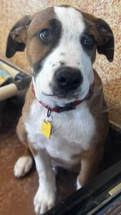A baby large-sized male Brown / Chocolate Mixed Breed dog named Chewbacca for adoption in Stanwood, WA