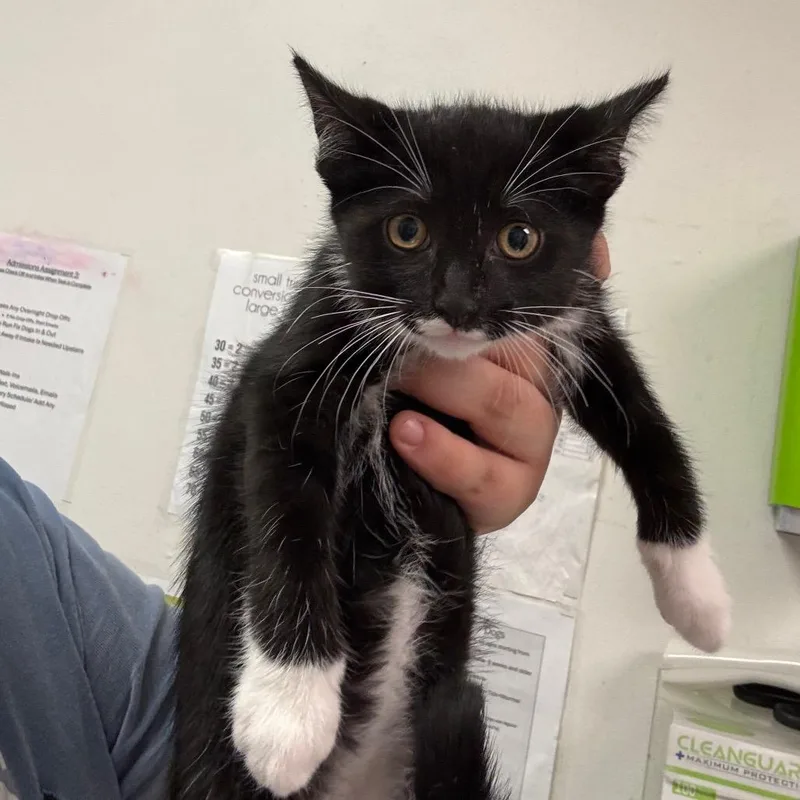 A baby small-sized female Black Domestic Medium Hair cat named Athena for adoption in Charleston, WV