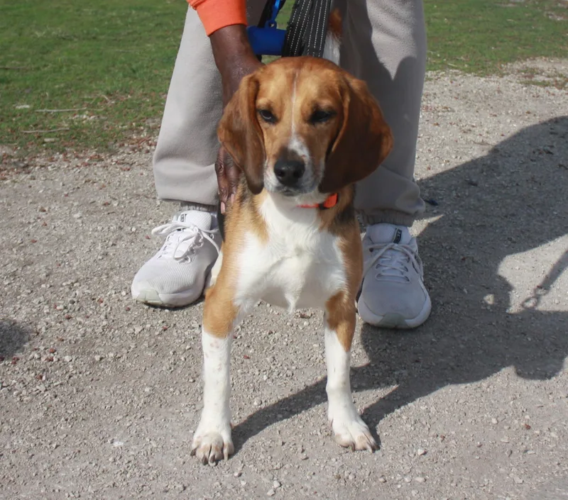 An adult small-sized male Tricolor (Brown, Black, & White) Beagle dog named Rocket for adoption in Rockwell City, IA