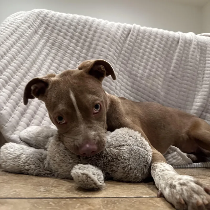 A young medium-sized female Pit Bull Terrier dog named Elektra for adoption in Sun Valley, CA