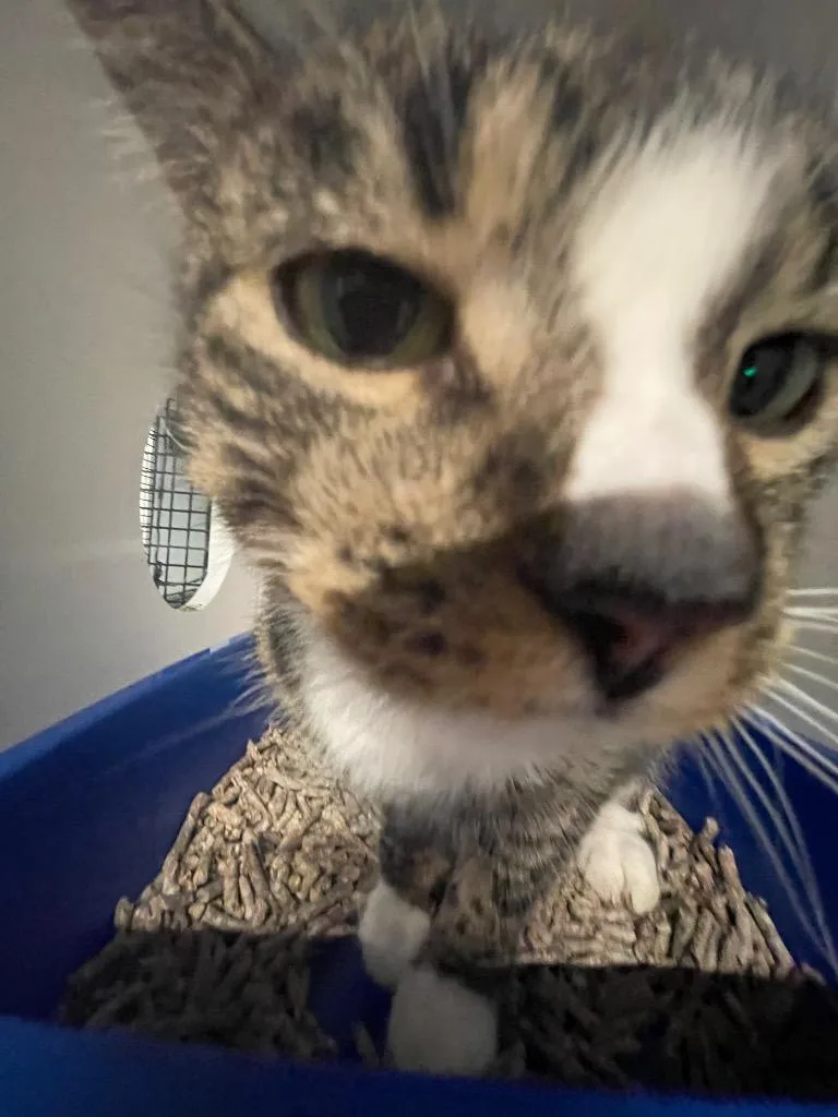 An adult medium-sized female Domestic Short Hair cat named Sinead for adoption in New York, NY