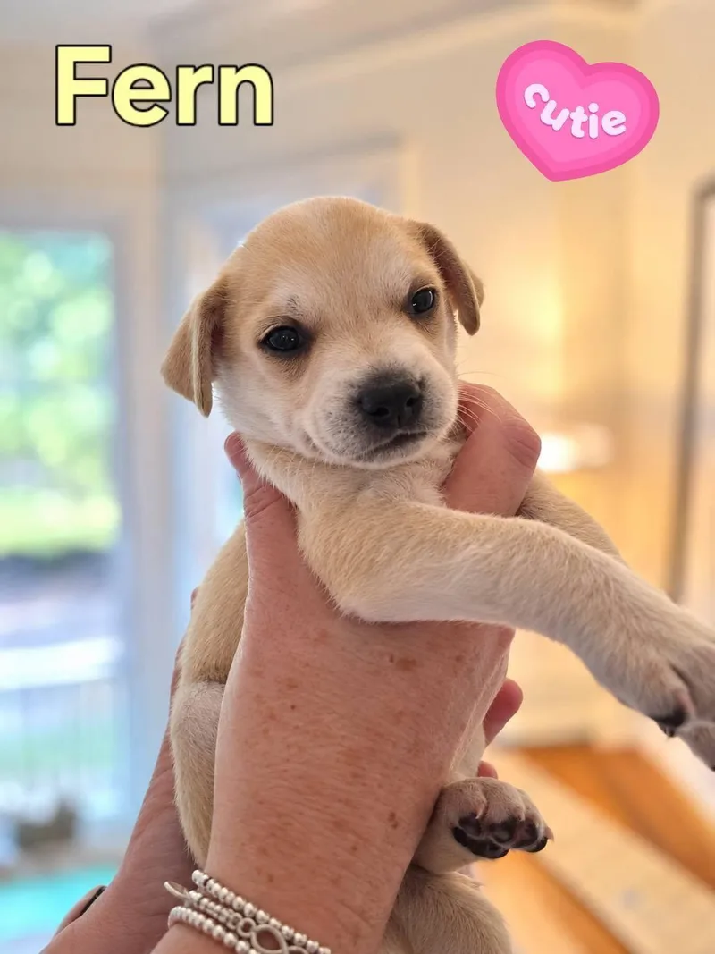 A baby medium-sized female Mixed Breed dog named Fern  Willow Mae for adoption in Holly Springs, NC