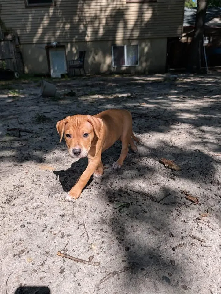 A baby medium-sized male Terrier dog named Gomez for adoption in Berlin, NJ