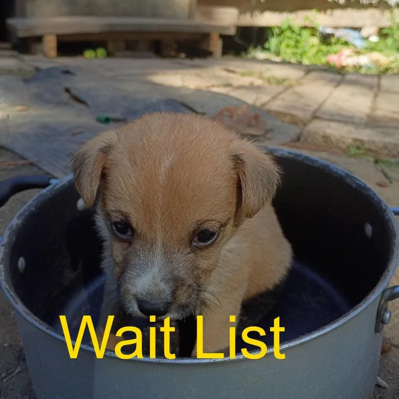 A baby small-sized female Yellow / Tan / Blond / Fawn Mixed Breed dog named Christina for adoption in Livingston, TX