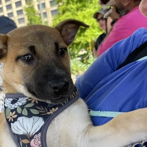 A young medium-sized male Brown / Chocolate Shepherd dog named Romy for adoption in Memphis, TN