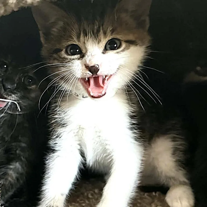 David Bowie thumbnail 2