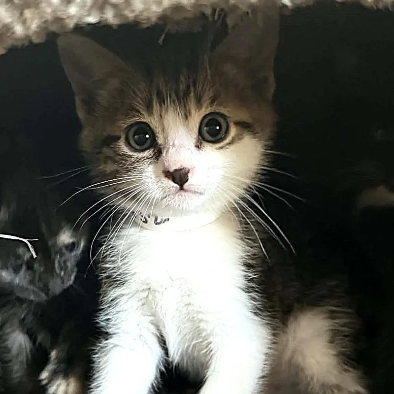 David Bowie thumbnail 3