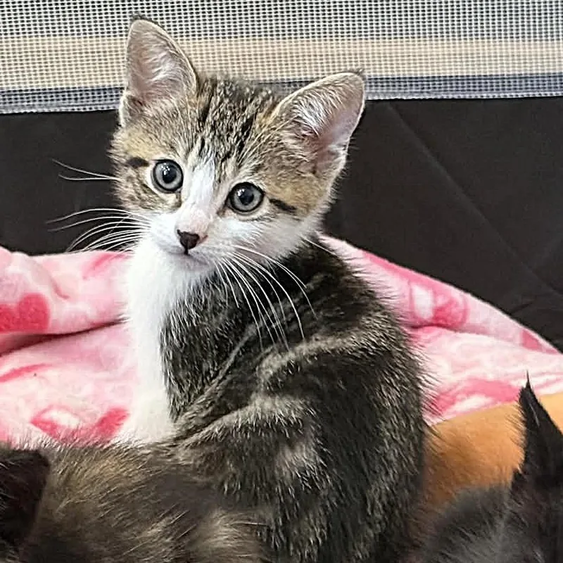 David Bowie thumbnail 4