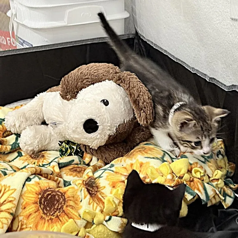 David Bowie thumbnail 5