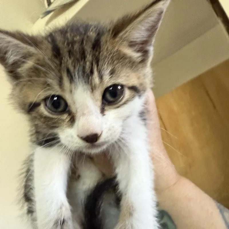 David Bowie thumbnail 6