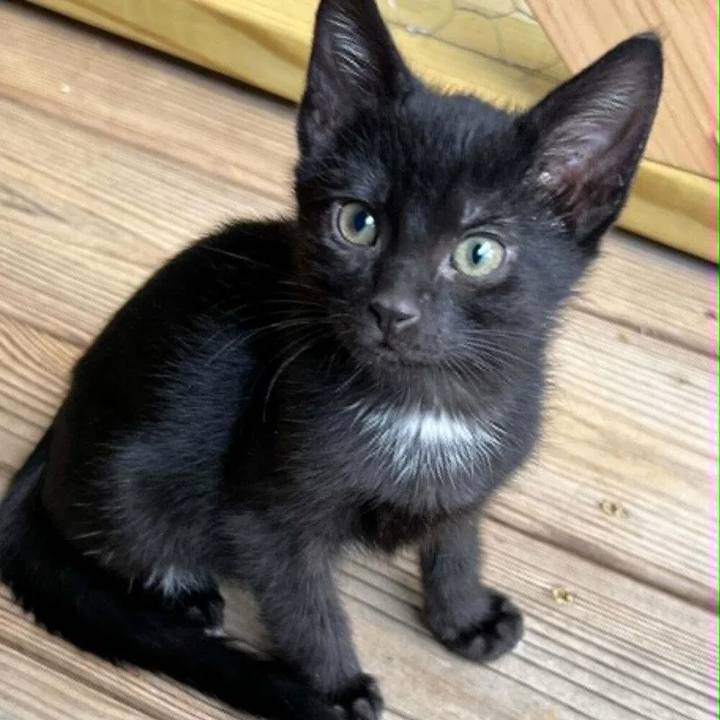A baby medium-sized male Black Domestic Short Hair cat named Udon for adoption in Candler, NC