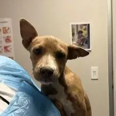 Penny