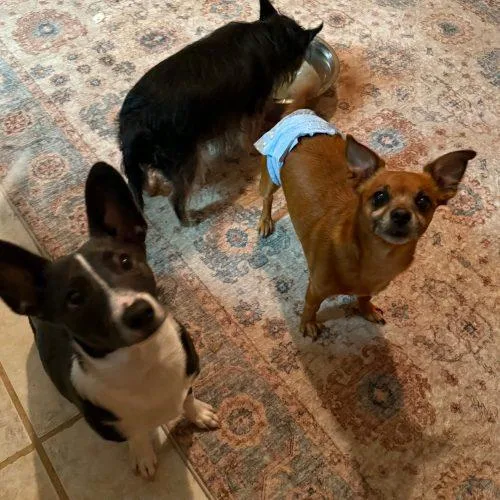 An adult small-sized male Brown / Chocolate Chihuahua dog named Chocolate Chip for adoption in Edmond, OK