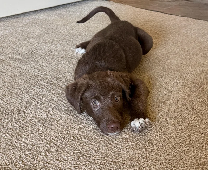 A young small-sized female German Shorthaired Pointer dog named Sarah for adoption in Fruit Heights, UT