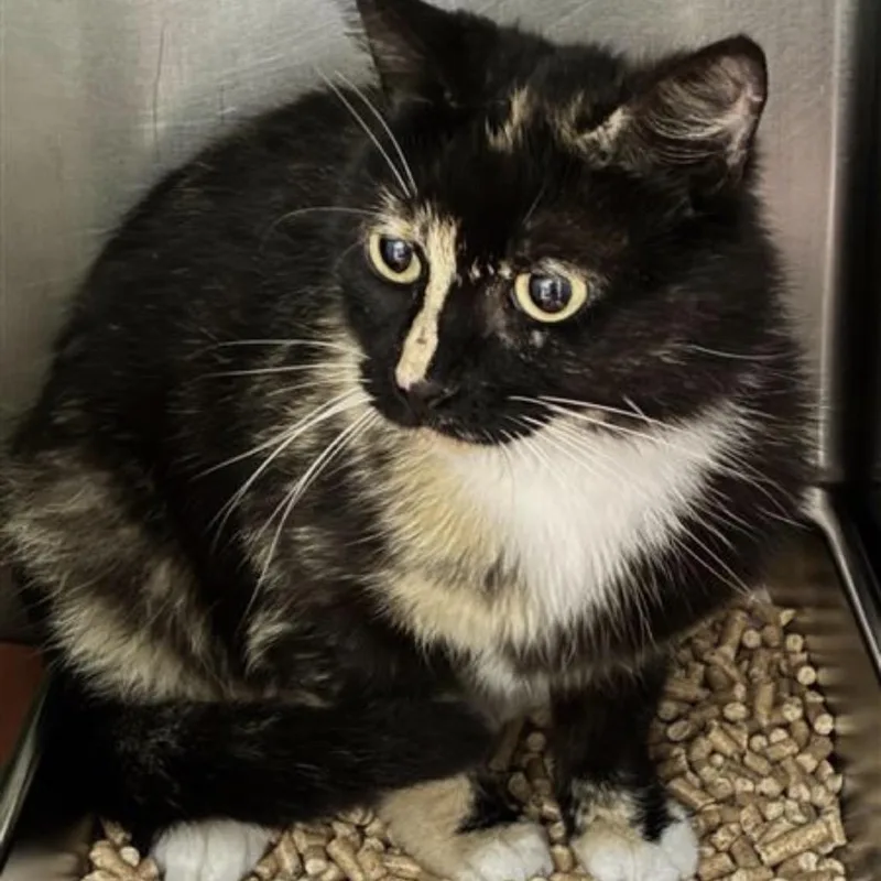 An adult medium-sized female Calico Domestic Short Hair cat named Rayban for adoption in Windsor, VA