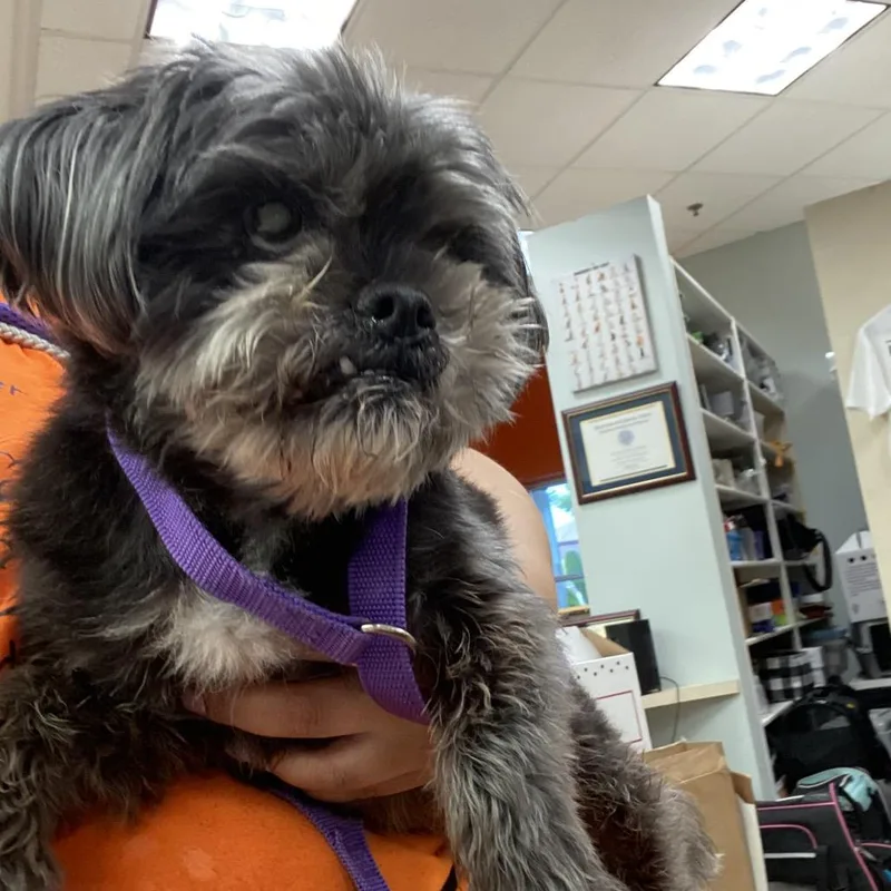 An adult small-sized male Black Shih Tzu dog named WAGSStray for adoption in Westminster, CA