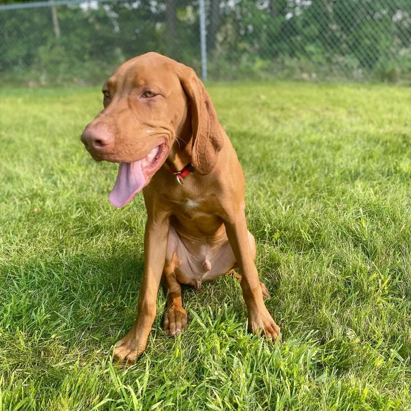 A baby medium-sized male Red / Chestnut / Orange Vizsla dog named Dexter D for adoption in Minnetonka, MN