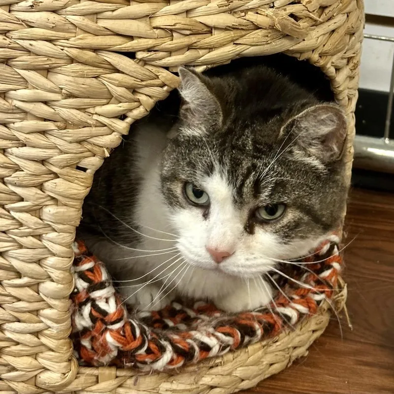 An adult large-sized female White Domestic Short Hair cat named Kiki for adoption in Saratoga Springs, NY