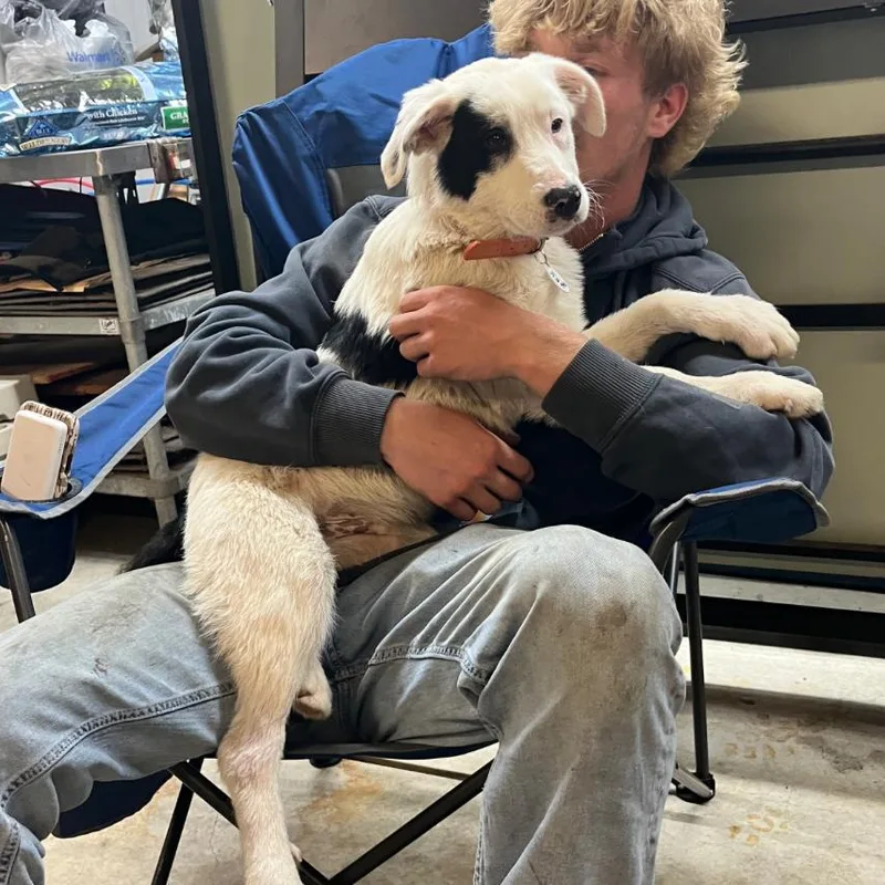 A baby medium-sized male White / Cream Great Pyrenees dog named Scooby for adoption in Normal, IL