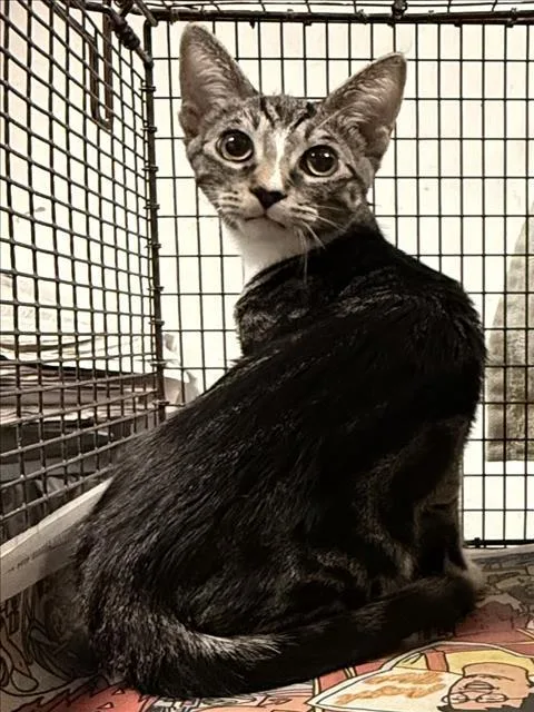 A baby medium-sized male Domestic Short Hair cat named Liono for adoption in Chatsworth, CA