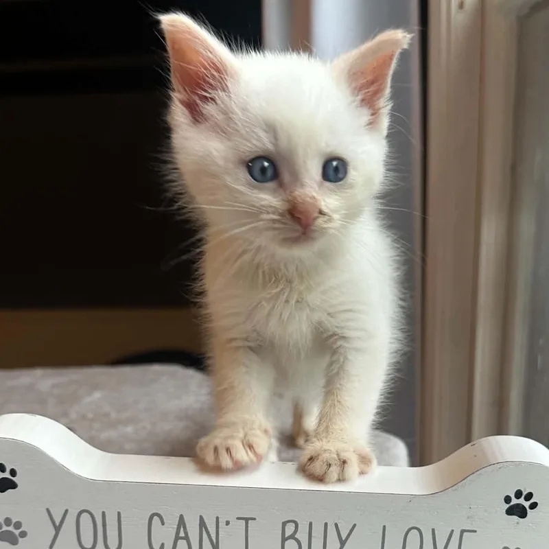 A baby small-sized male Domestic Short Hair cat named Stay Puft for adoption in Milwaukee, WI