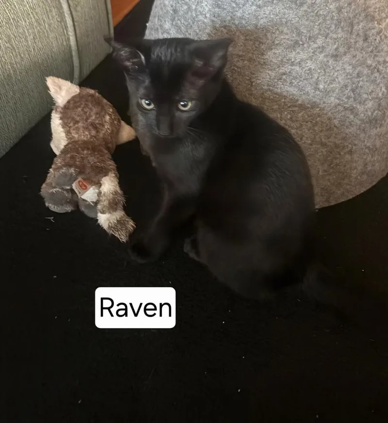 A baby small-sized female Black Domestic Short Hair cat named Raven for adoption in Dallas, TX