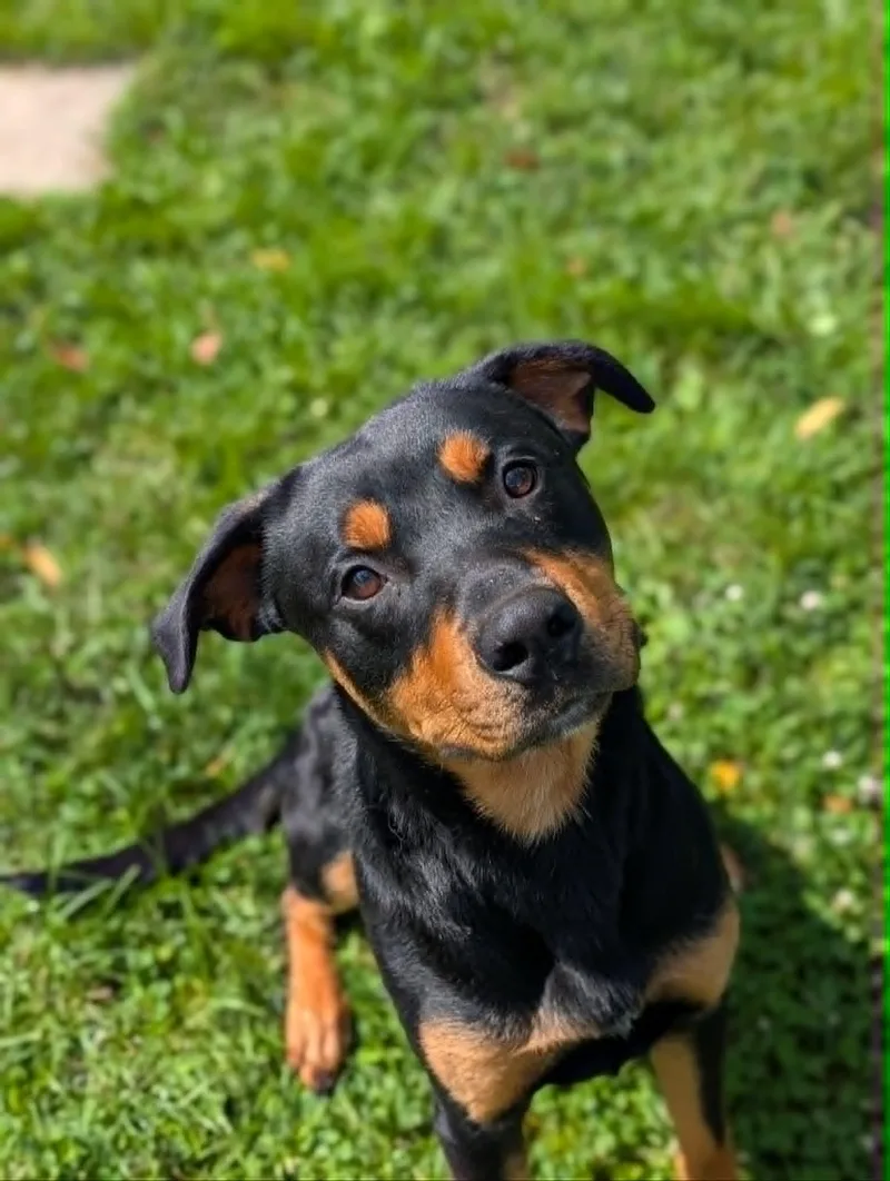 Logan
