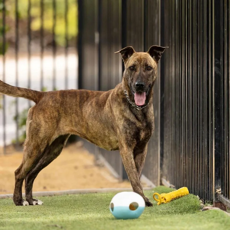 A young medium-sized female Brindle Shepherd dog named Nutmeg for adoption in Dublin, CA