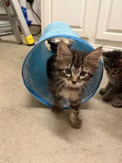 A baby medium-sized male Tabby (Gray / Blue / Silver) Domestic Medium Hair cat named Tootsie Roll for adoption in Liverpool, TX