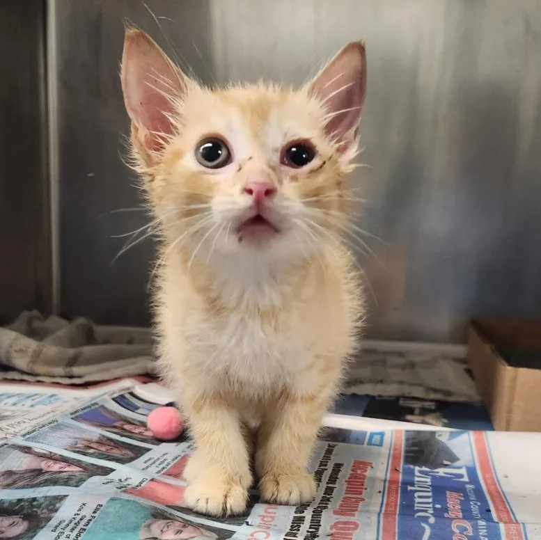 A baby medium-sized female Orange / Red Domestic Short Hair cat named Yuna for adoption in Benld, IL