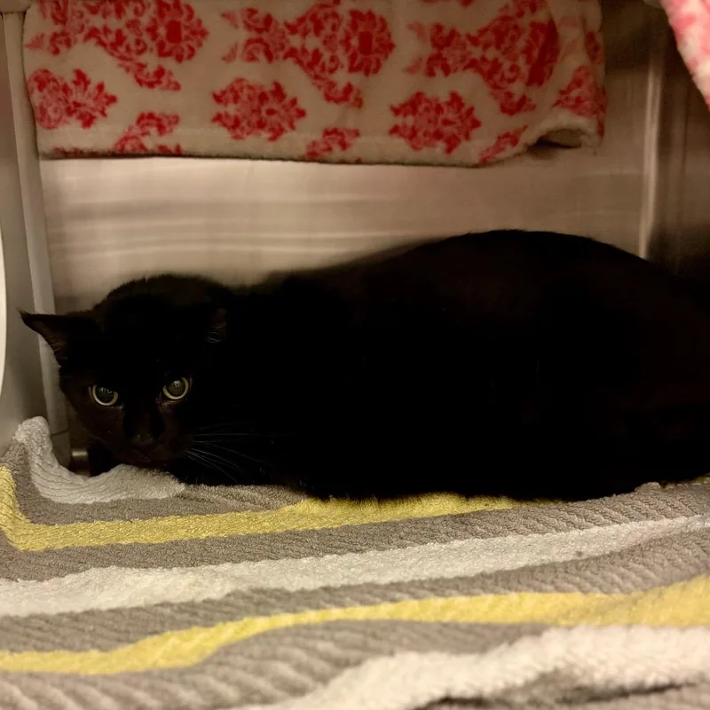 A senior large-sized male Black Domestic Short Hair cat named Julian for adoption in Council Bluffs, IA