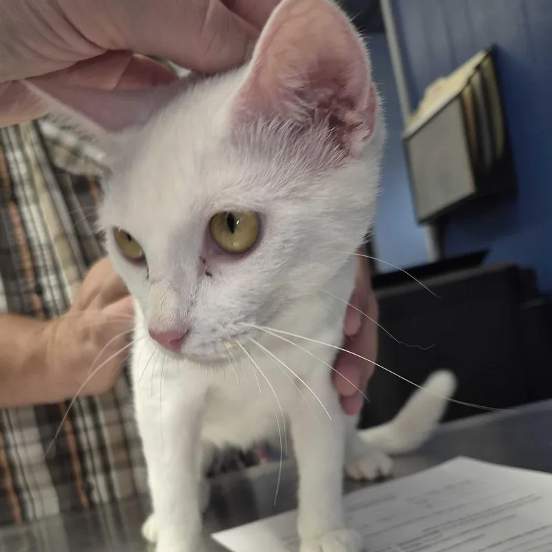 A young medium-sized female White Domestic Short Hair cat named Sugar for adoption in Oak Hill, WV