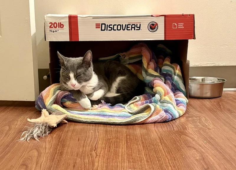 A young small-sized female Gray & White Domestic Short Hair cat named Yougurt for adoption in Palatine, IL