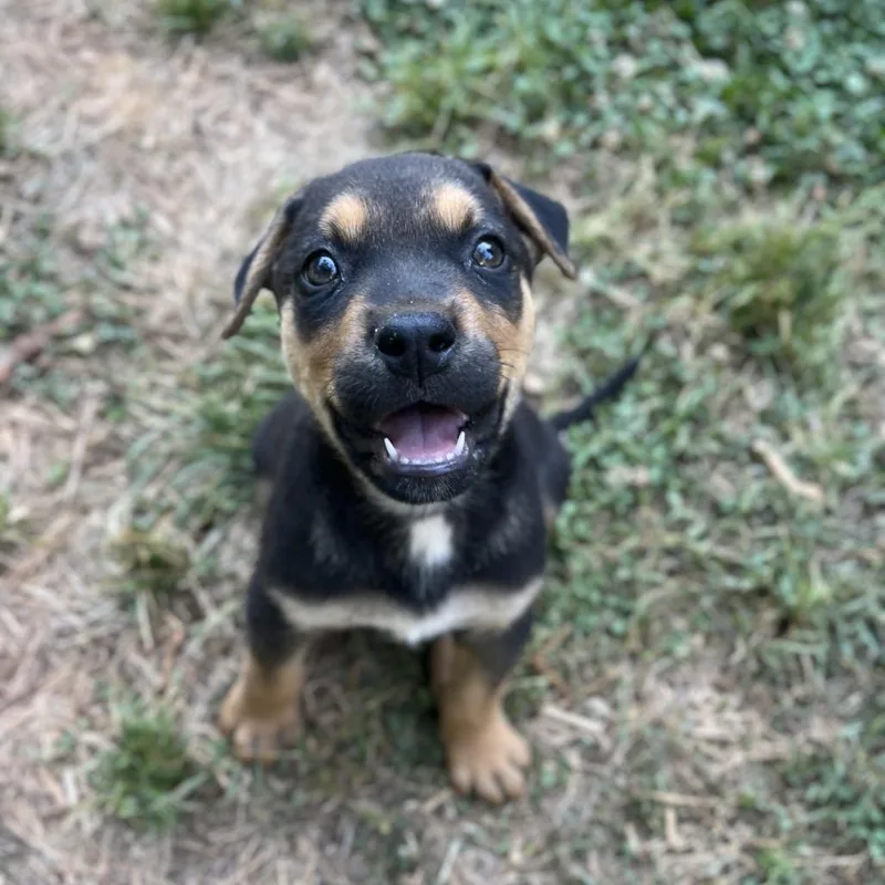 A baby small-sized male Shepherd dog named Oxford for adoption in Wake Forest, NC