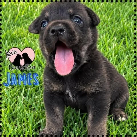 A baby medium-sized male Black Australian Shepherd dog named James for adoption in Gilbert, AZ