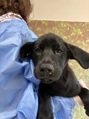 A young medium-sized female Labrador Retriever dog named Lady for adoption in San Antonio, TX