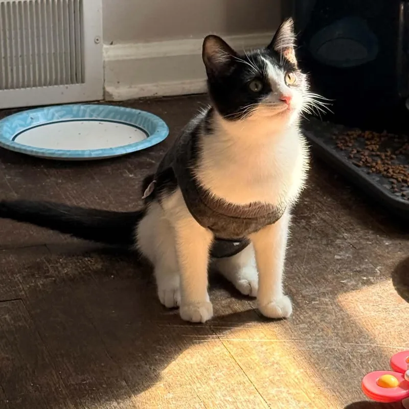 A baby medium-sized female Domestic Short Hair cat named Junior for adoption in Royal Oak, MI
