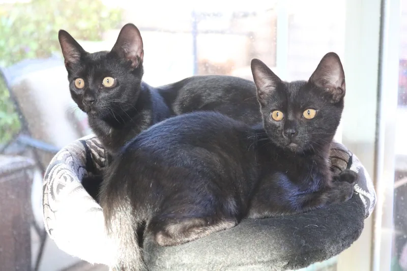 A baby small-sized male Black Domestic Short Hair cat named Doc & Marty for adoption in Orange, CA
