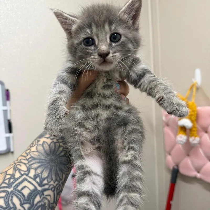 A baby small-sized female Gray / Blue / Silver Domestic Short Hair cat named Spitfire for adoption in Morganton, NC