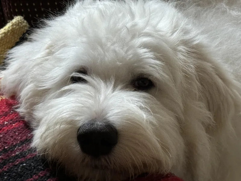 Pablo Escobark thumbnail 2