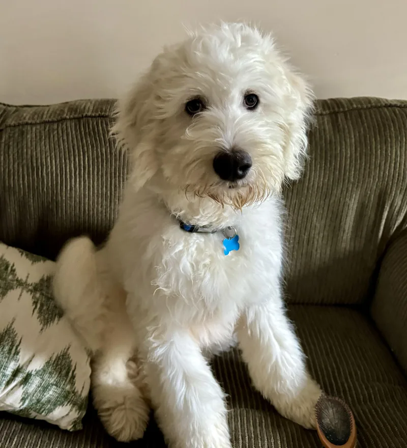 Pablo Escobark thumbnail 3