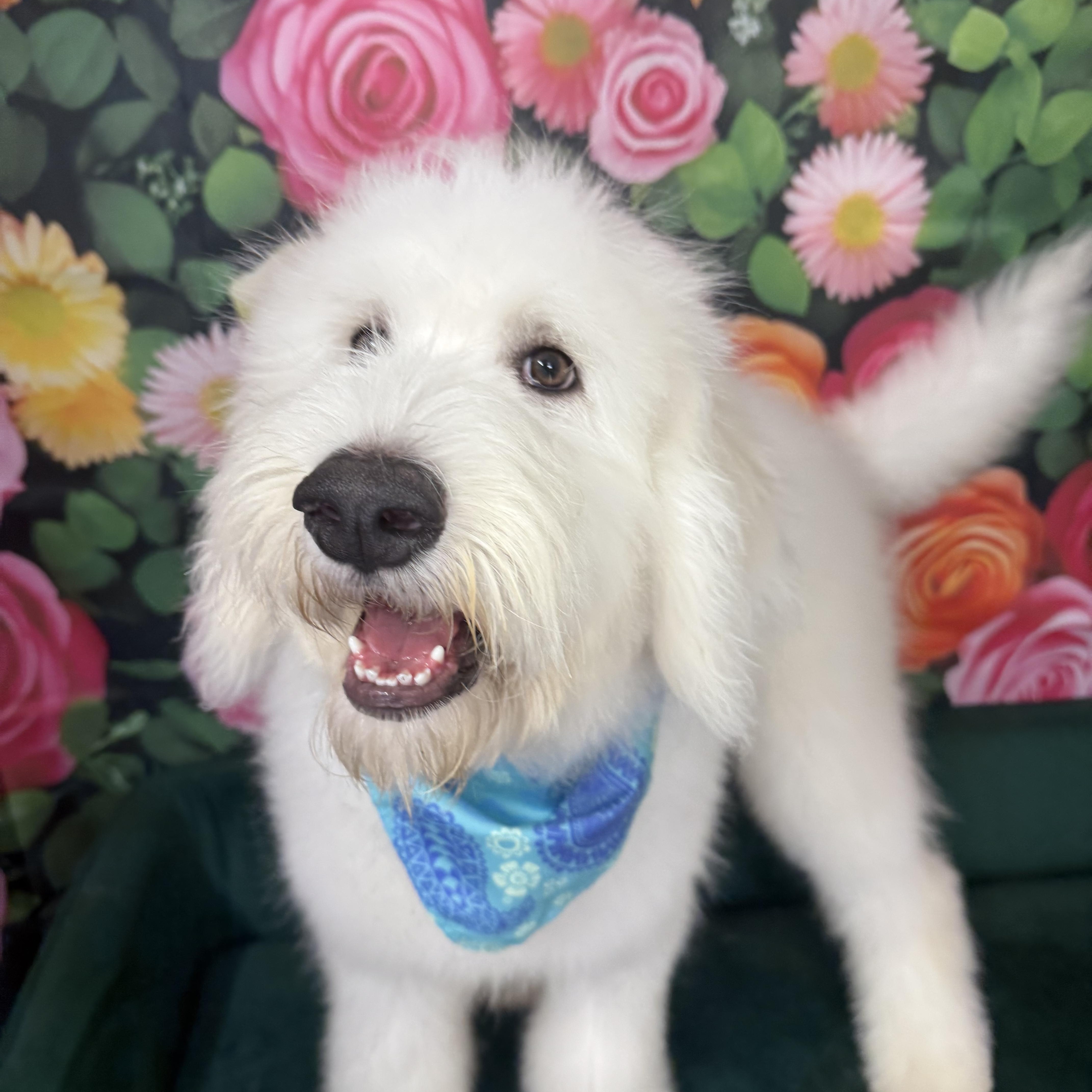 A baby large-sized male White / Cream Standard Poodle dog named Pablo Escobark for adoption in Plainfield, IL