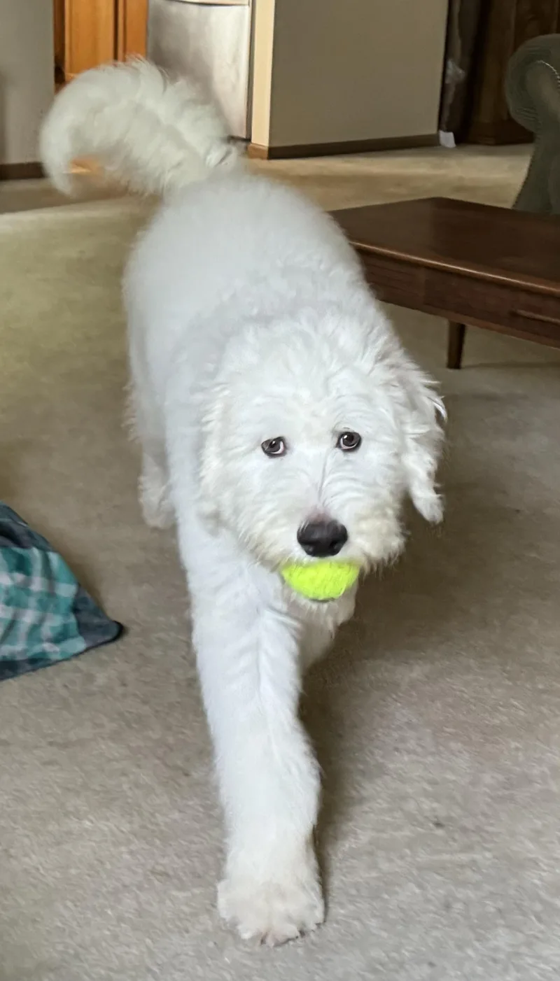 Pablo Escobark thumbnail 4