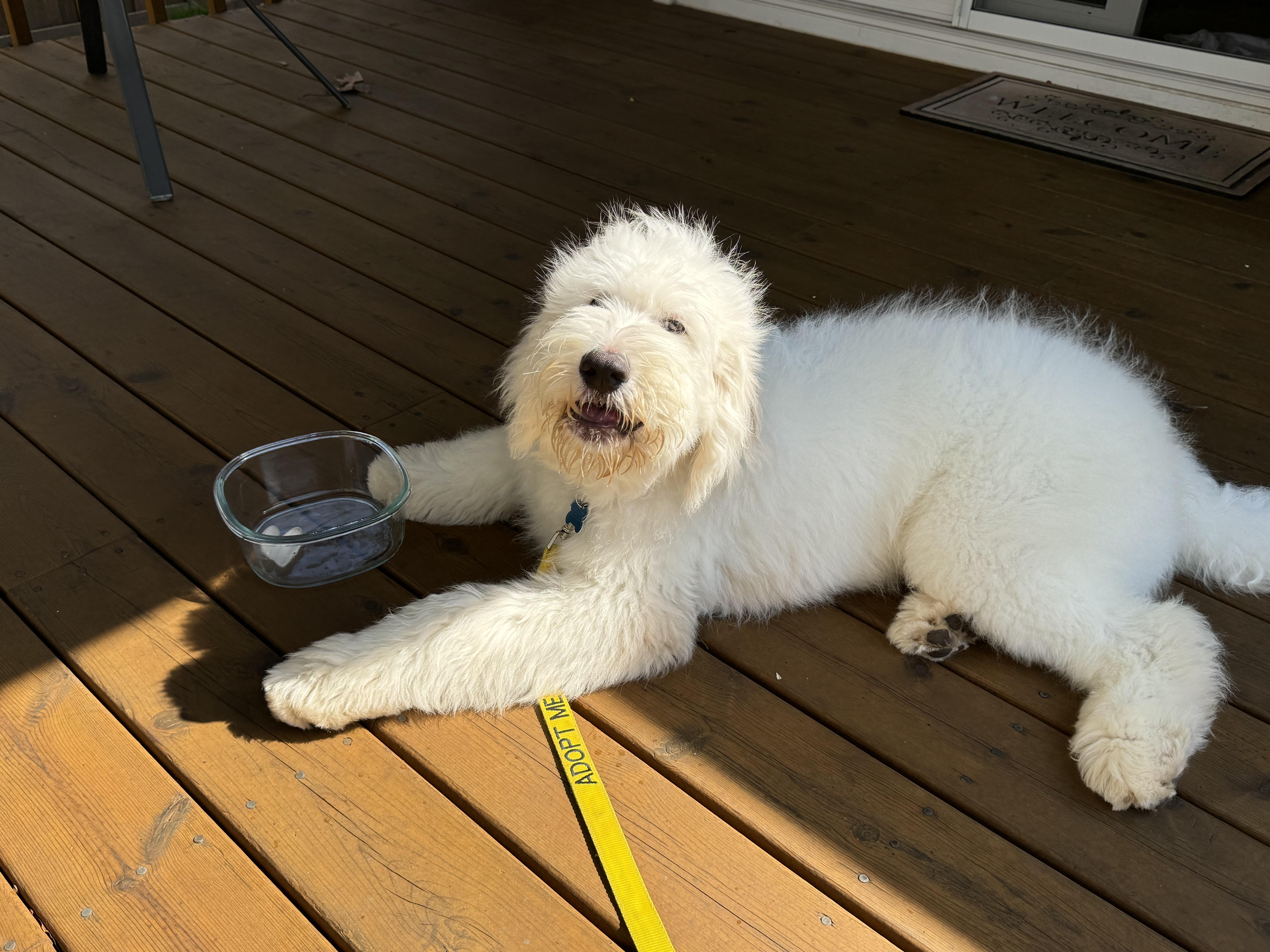 Pablo Escobark thumbnail 6