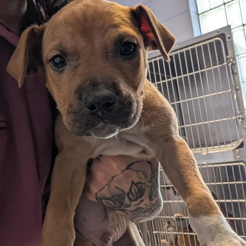 A baby small-sized male Yellow / Tan / Blond / Fawn Pit Bull Terrier dog named Coach for adoption in Huntsville, AL