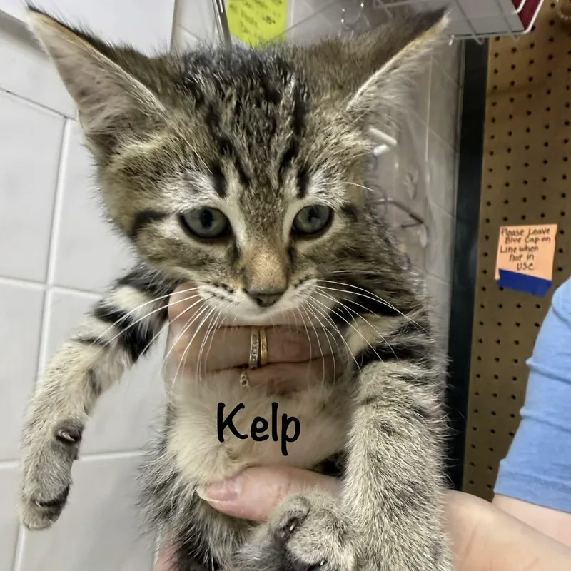 A baby small-sized male Tabby (Brown / Chocolate) Domestic Short Hair cat named Kelp for adoption in Grand Rapids, MI