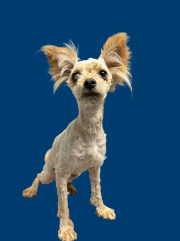 A young small-sized male Poodle dog named Yoshi for adoption in Hollister, CA