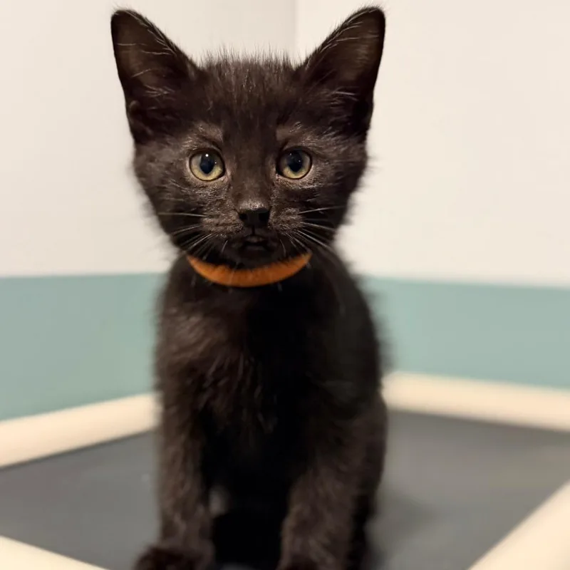 A baby small-sized male Black Domestic Short Hair cat named Raaka for adoption in Evansville, IN